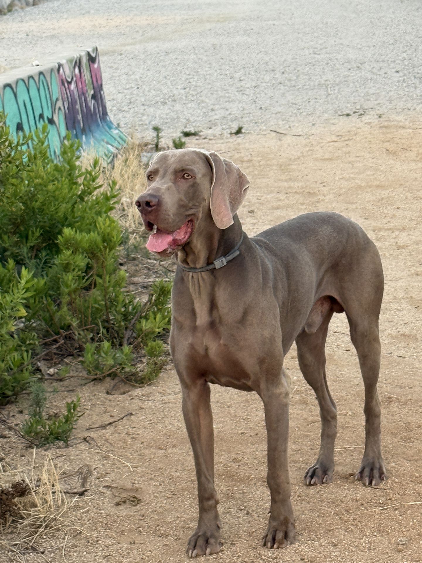 Weimaraner. Wagner, esperando la pelota cuando paseamos por la mañana